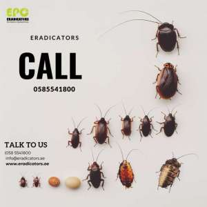 pest-control-services-UAE
